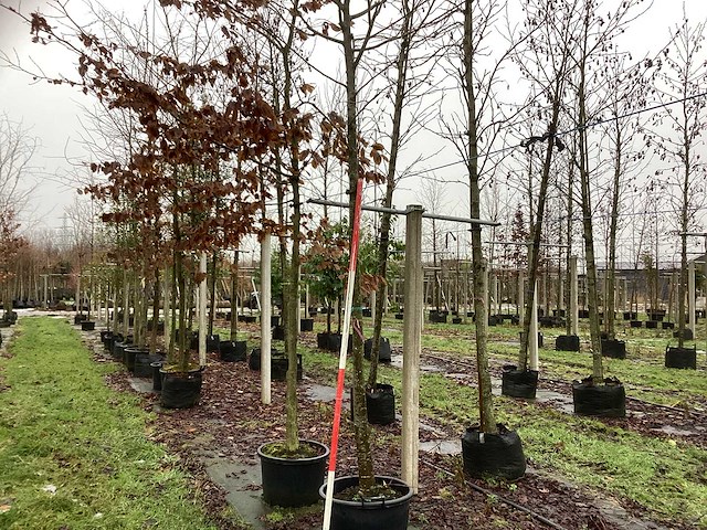 Linde - vormboom - afbeelding 1 van  3