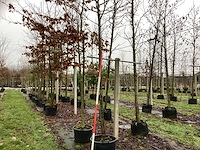 Linde - vormboom - afbeelding 1 van  3