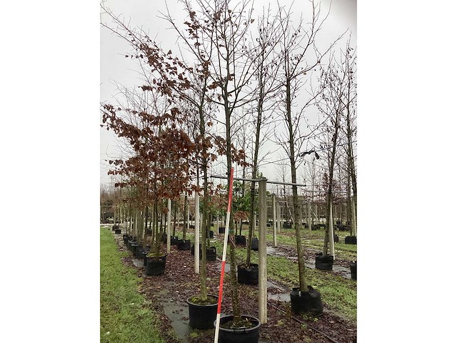 Linde - vormboom - afbeelding 2 van  3