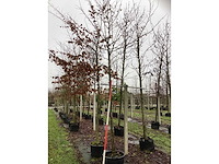Linde - vormboom - afbeelding 2 van  3