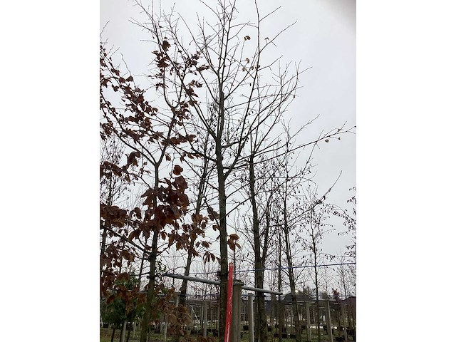 Linde - vormboom - afbeelding 3 van  3