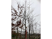 Linde - vormboom - afbeelding 3 van  3