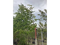 Lindeboom - laanboom (2x) - afbeelding 2 van  2