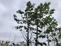 Lindeboom - laanboom - afbeelding 1 van  2