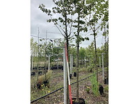 Lindeboom - laanboom - afbeelding 2 van  2