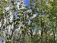Lindeboom - laanboom