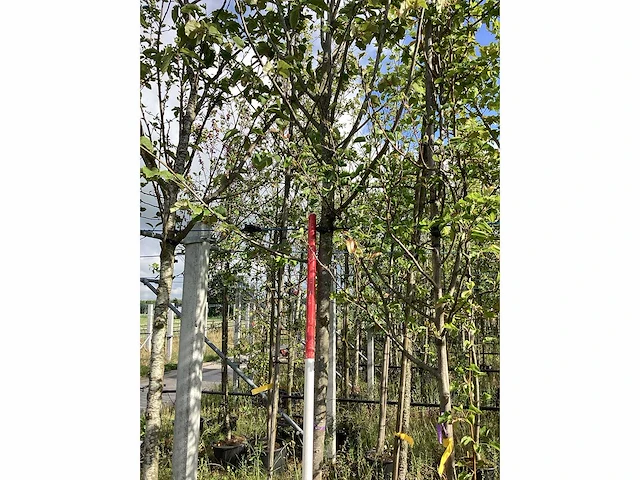 Lindeboom - laanboom - afbeelding 2 van  3