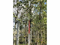 Lindeboom - laanboom - afbeelding 2 van  3