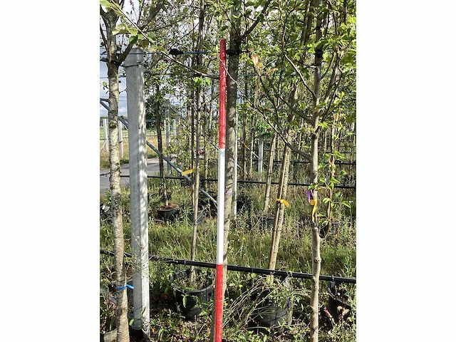 Lindeboom - laanboom - afbeelding 1 van  3
