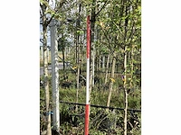 Lindeboom - laanboom - afbeelding 1 van  3