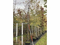 Lindeboom - laanboom - afbeelding 1 van  2