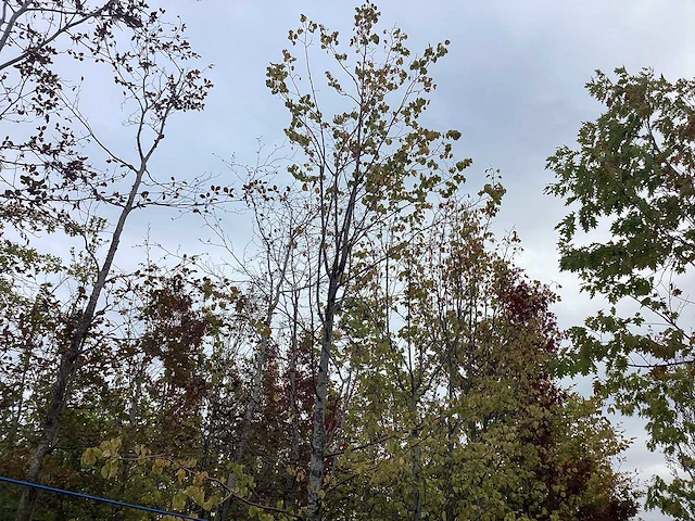 Lindeboom - laanboom - afbeelding 1 van  2