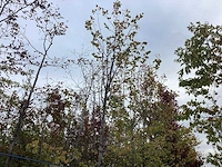 Lindeboom - laanboom