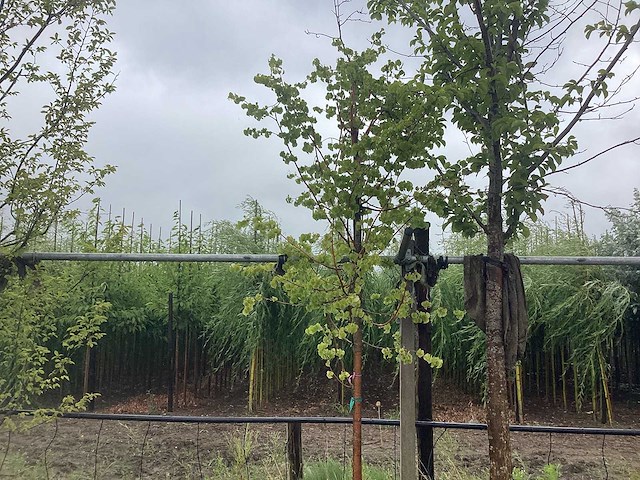 Lindeboom - meerstammige boom - afbeelding 1 van  2
