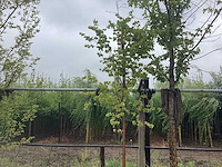 Lindeboom - meerstammige boom - afbeelding 1 van  2