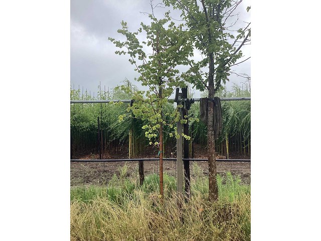 Lindeboom - meerstammige boom - afbeelding 2 van  2