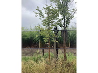 Lindeboom - meerstammige boom - afbeelding 2 van  2