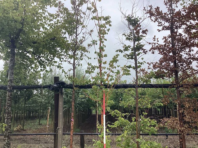 Lindeboom - parkboom - afbeelding 1 van  2