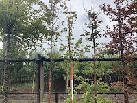 Lindeboom - parkboom - afbeelding 1 van  2