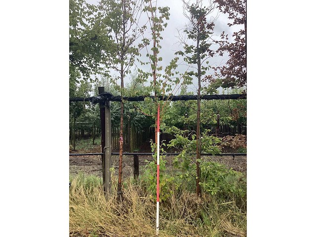 Lindeboom - parkboom - afbeelding 2 van  2