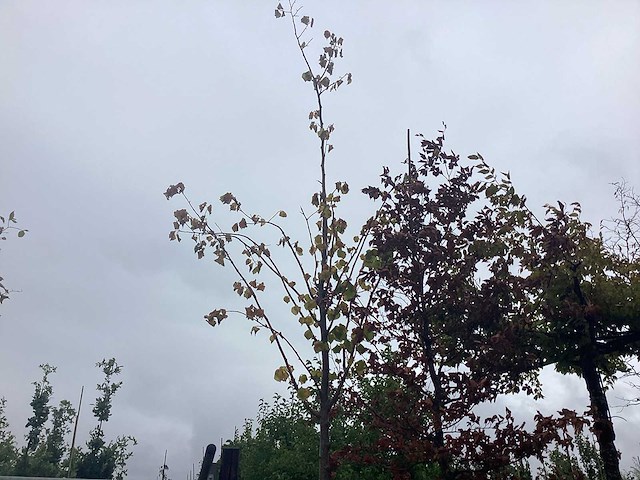 Lindeboom - parkboom - afbeelding 1 van  2