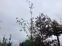 Lindeboom - parkboom - afbeelding 1 van  2