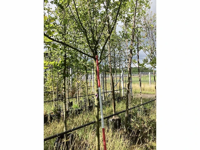 Lindeboom - parkboom - afbeelding 2 van  2