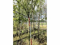 Lindeboom - parkboom - afbeelding 2 van  2