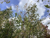 Lindeboom - parkboom
