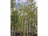 Lindeboom - parkboom - afbeelding 2 van  3