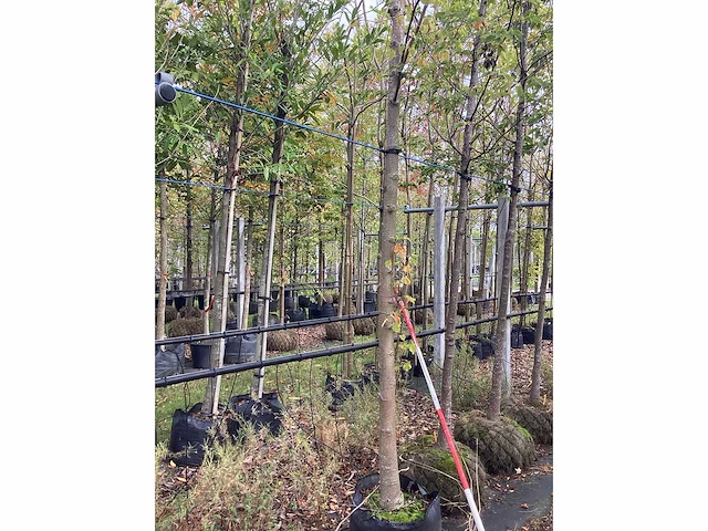 Lindeboom - parkboom - afbeelding 3 van  3