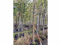 Lindeboom - parkboom - afbeelding 3 van  3