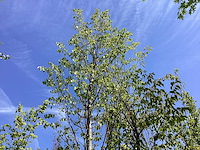 Lindeboom - sierboom - afbeelding 1 van  2