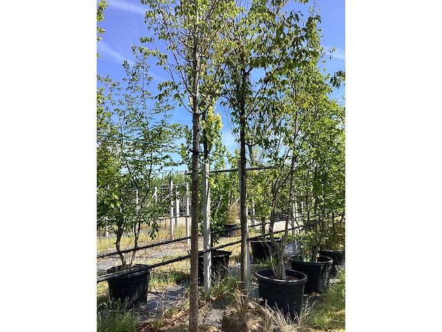 Lindeboom - sierboom - afbeelding 2 van  2