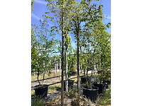 Lindeboom - sierboom - afbeelding 2 van  2