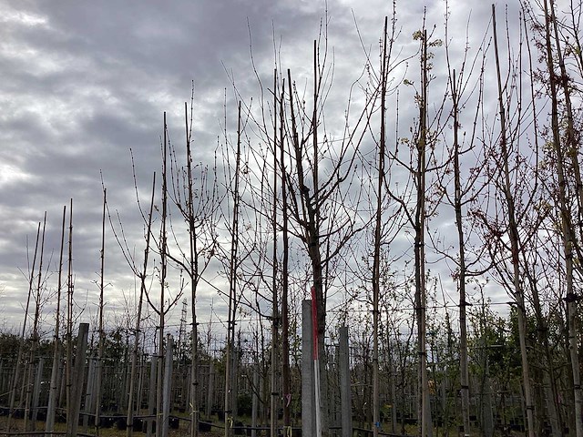 Lindeboom - vormbomen - afbeelding 1 van  2