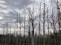 Lindeboom - vormbomen