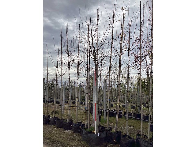 Lindeboom - vormbomen - afbeelding 2 van  2