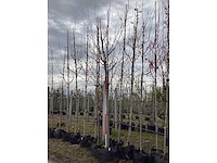 Lindeboom - vormbomen - afbeelding 2 van  2