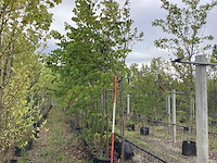 Lindeboom - vormboom - afbeelding 1 van  2