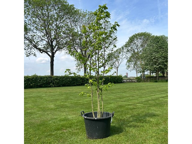 Liquidambar styraciflua (amber boom) - afbeelding 1 van  2