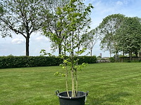 Liquidambar styraciflua (amber boom) - afbeelding 1 van  2