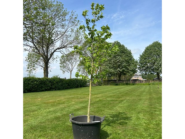 Liquidambar styraciflua (amber boom) - afbeelding 1 van  2