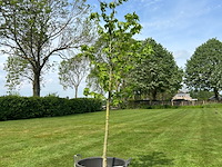 Liquidambar styraciflua (amber boom) - afbeelding 1 van  2