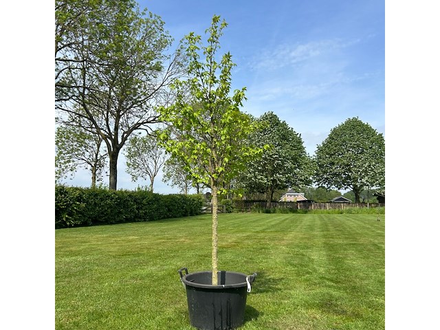 Liquidambar styraciflua (amber boom) - afbeelding 1 van  2
