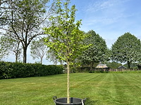 Liquidambar styraciflua (amber boom) - afbeelding 1 van  2