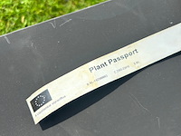 Liquidambar styraciflua (amber boom) - afbeelding 2 van  2