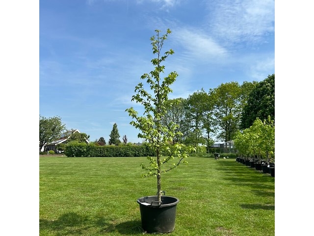 Liquidambar styraciflua (amber boom) - afbeelding 1 van  2