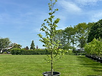 Liquidambar styraciflua (amber boom) - afbeelding 1 van  2