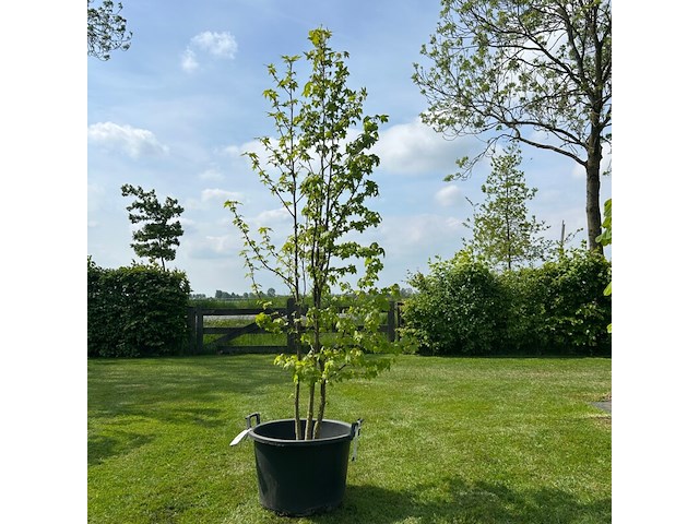 Liquidambar styraciflua (amber boom) - afbeelding 1 van  2